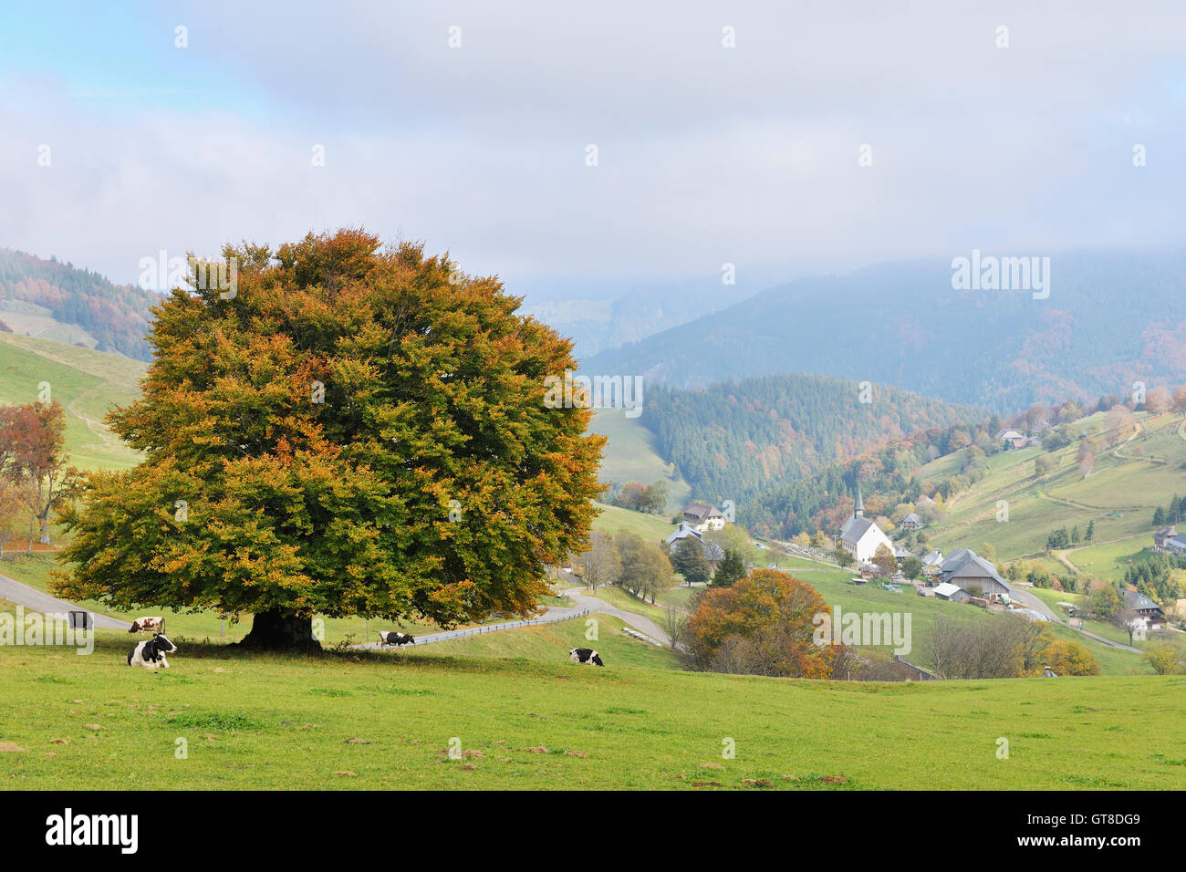 Beech Tree and Overview of Town, Hofsgrund, Oberried, Baden-Wurttemberg, Germany Stock Photo