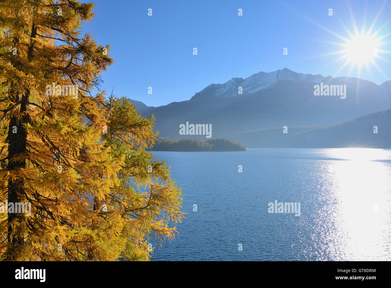 Autumn Larch and Bright Sun, Silsersee, Engadin, Canton of Graubunden, Switzerland Stock Photo