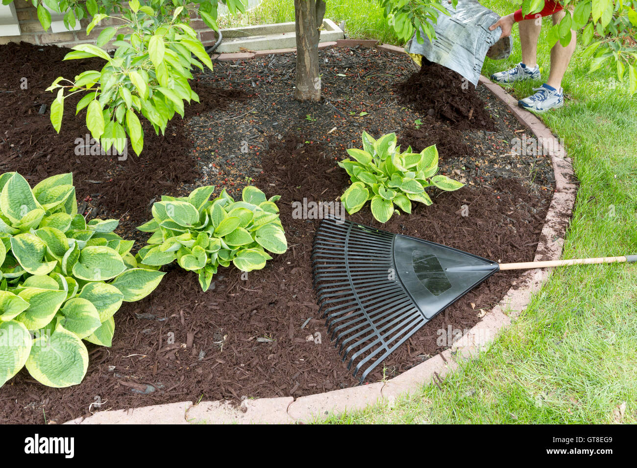 Man spreading mulch in the garden emptying a sack of organic bark onto a flowerbed to be spread with a rake, view of his feet in Stock Photo