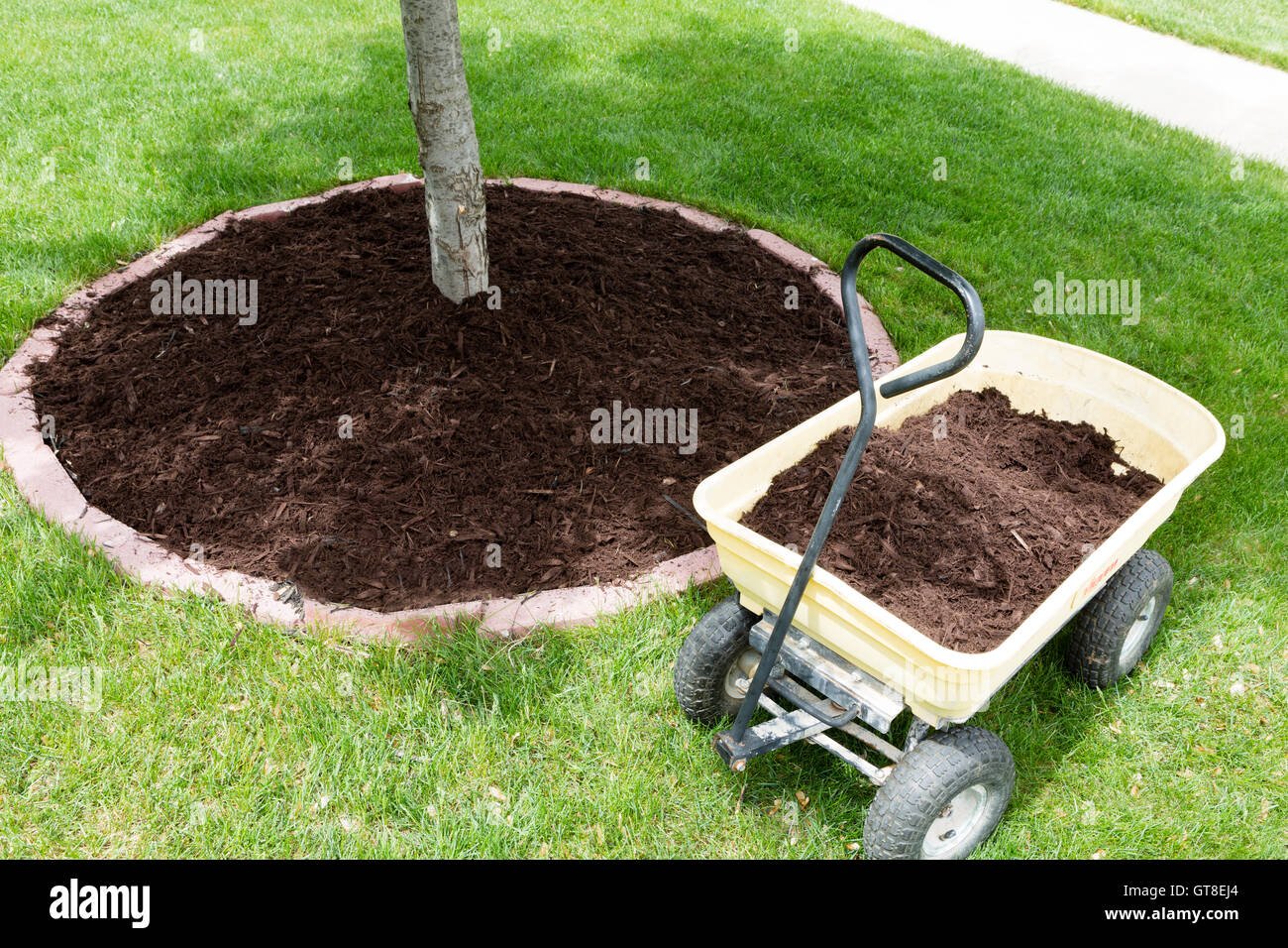 Mulch work around the trees growing in the backyard during springtime with a small yellow metal wheelbarrow full of organic mulc Stock Photo
