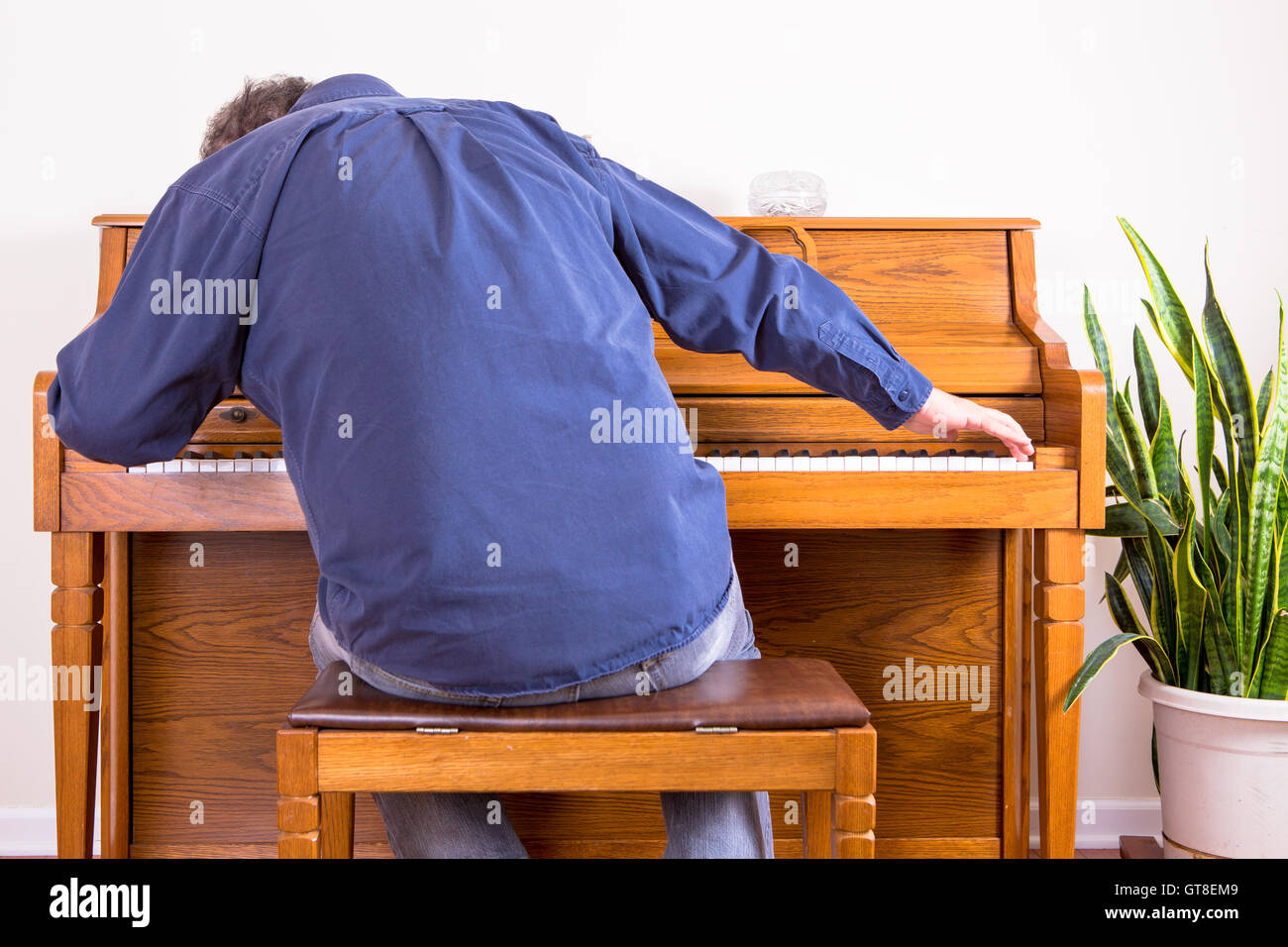 Enthusiastic man playing the piano with gusto stretching to either end of the keyboard, view from behind of him sitting on the s Stock Photo