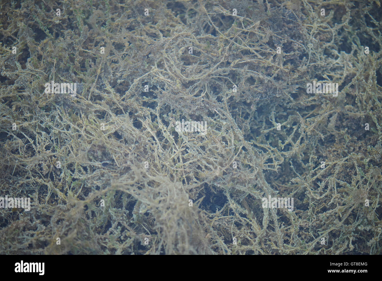 Close-up of Lake Bottom Underwater in Spring, Upper Palatinate, Bavaria, Germany Stock Photo
