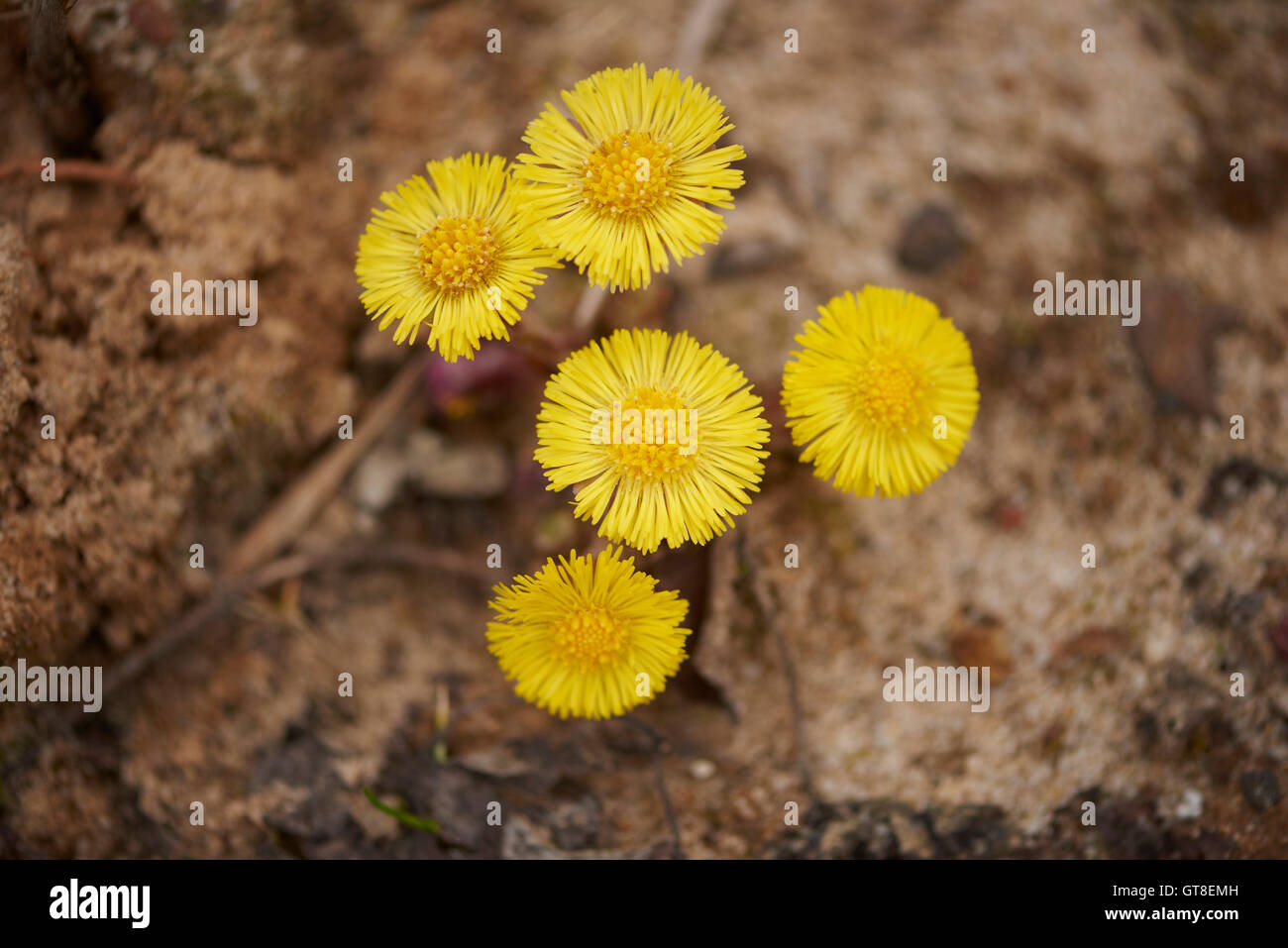 Close-up of Coltsfoot (Tussilago farfara) Blooming in Sandpit in Spring, Upper Palatinate, Bavaria, Germany Stock Photo