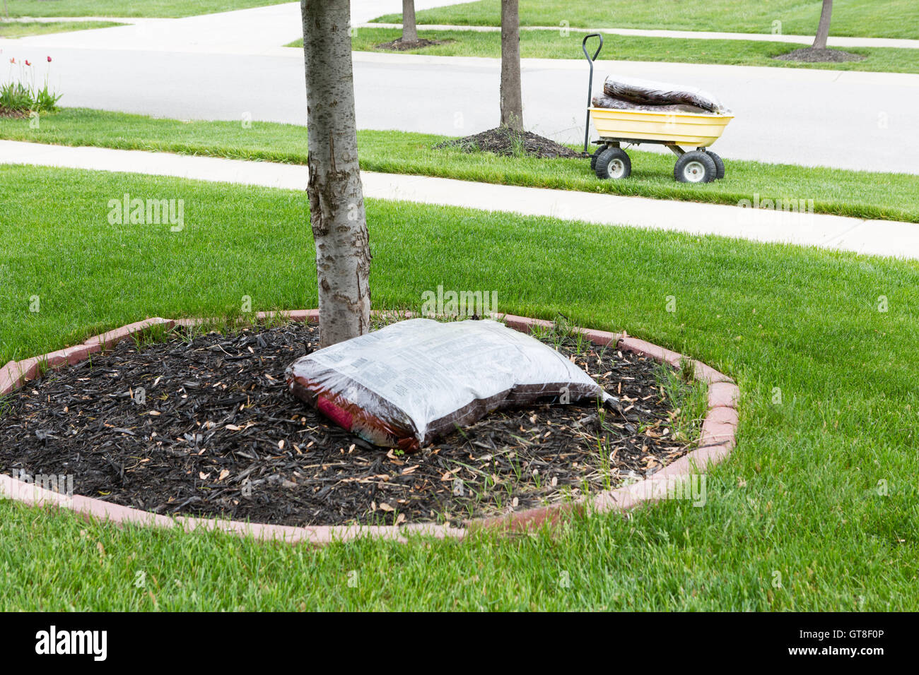Mulching around the trunk of a tree in a neat circular flowerbed with a pocket of commercial organic mulch from a nursery at the Stock Photo