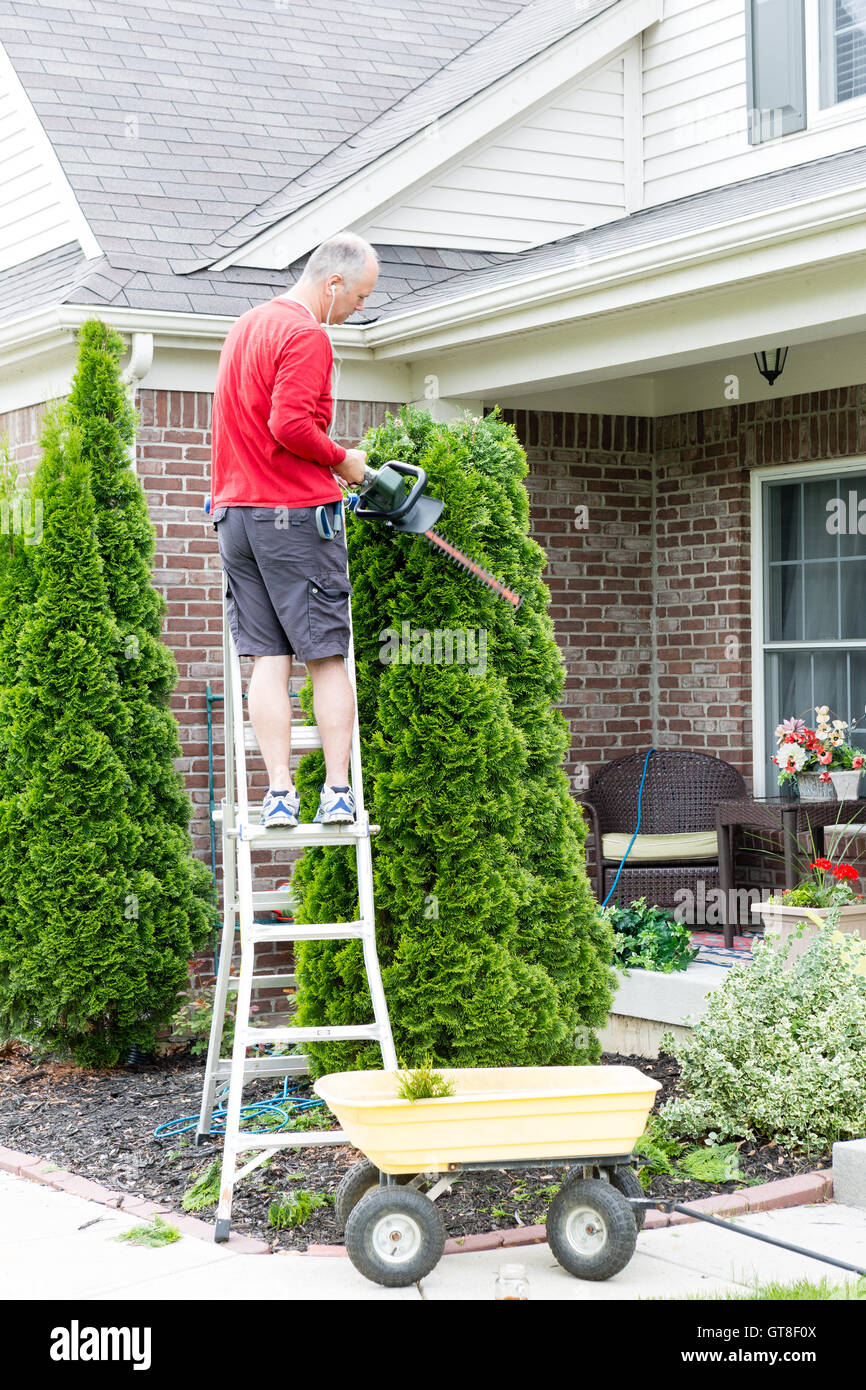 Gardener standing on a stepladder in front of a house trimming an Arborvitae or Thuja tree with a hedge trimmer or small chain s Stock Photo