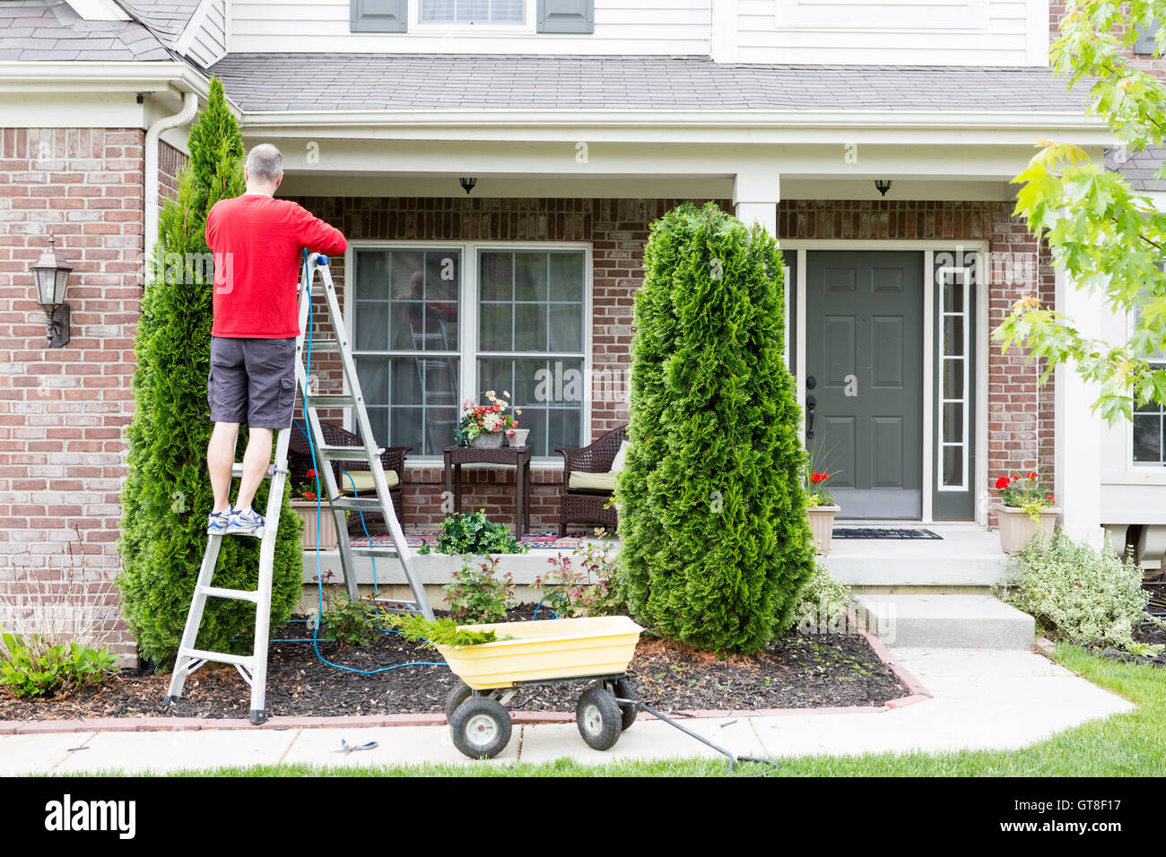 Yard work around the house trimming Thuja trees or Arborvitae with a middle-aged man standing on a stepladder using a hedge trim Stock Photo