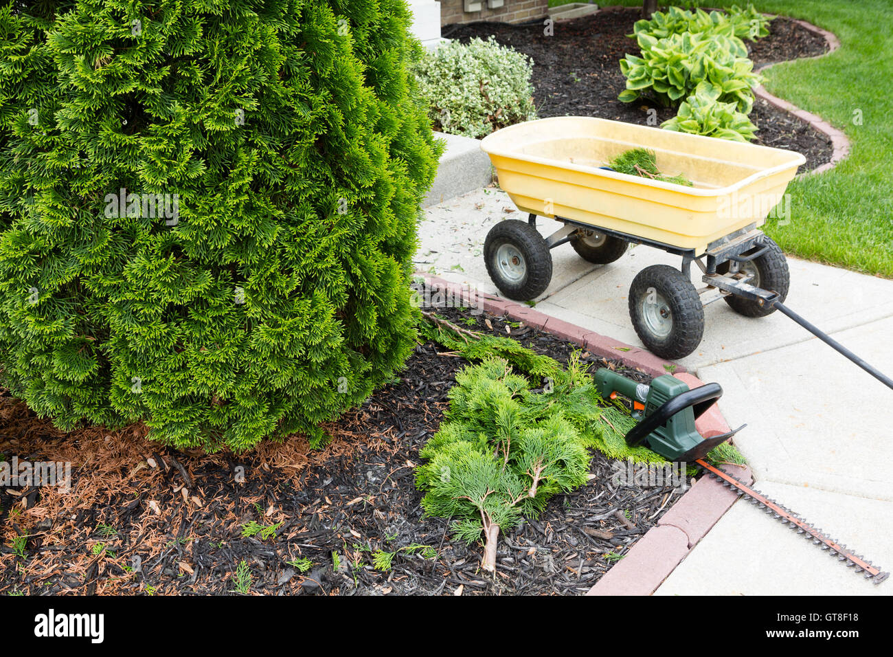Garden tools used to trim arborvitaes in spring with a handheld hedge trimmer and small yellow metal cart standing alongside the Stock Photo