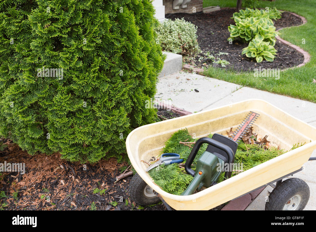 Using a hedge trimmer to trim Arborvitaes or evergreen Thuja trees around the house to maintain their ornamental tapering shape Stock Photo