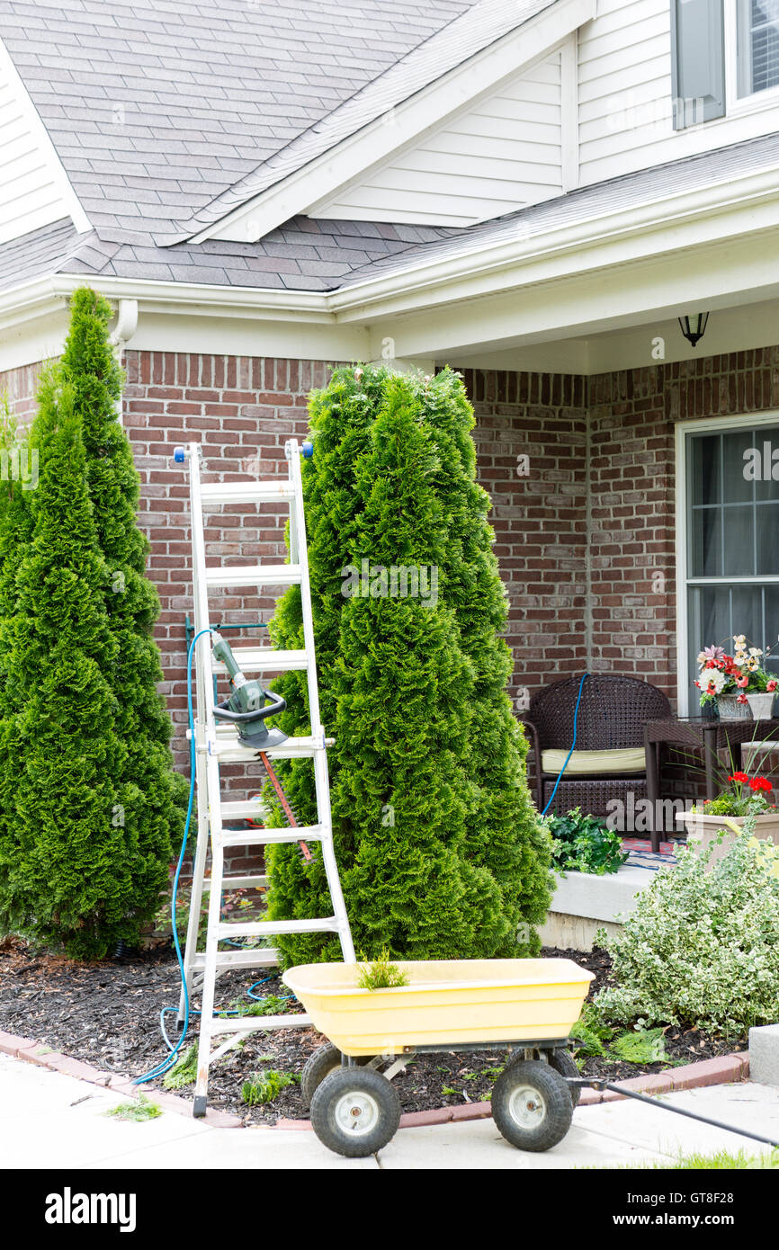 Yard work around the house with a stepladder standing alongside an Arborvitae or Thuja tree with a small yellow metal cart for r Stock Photo