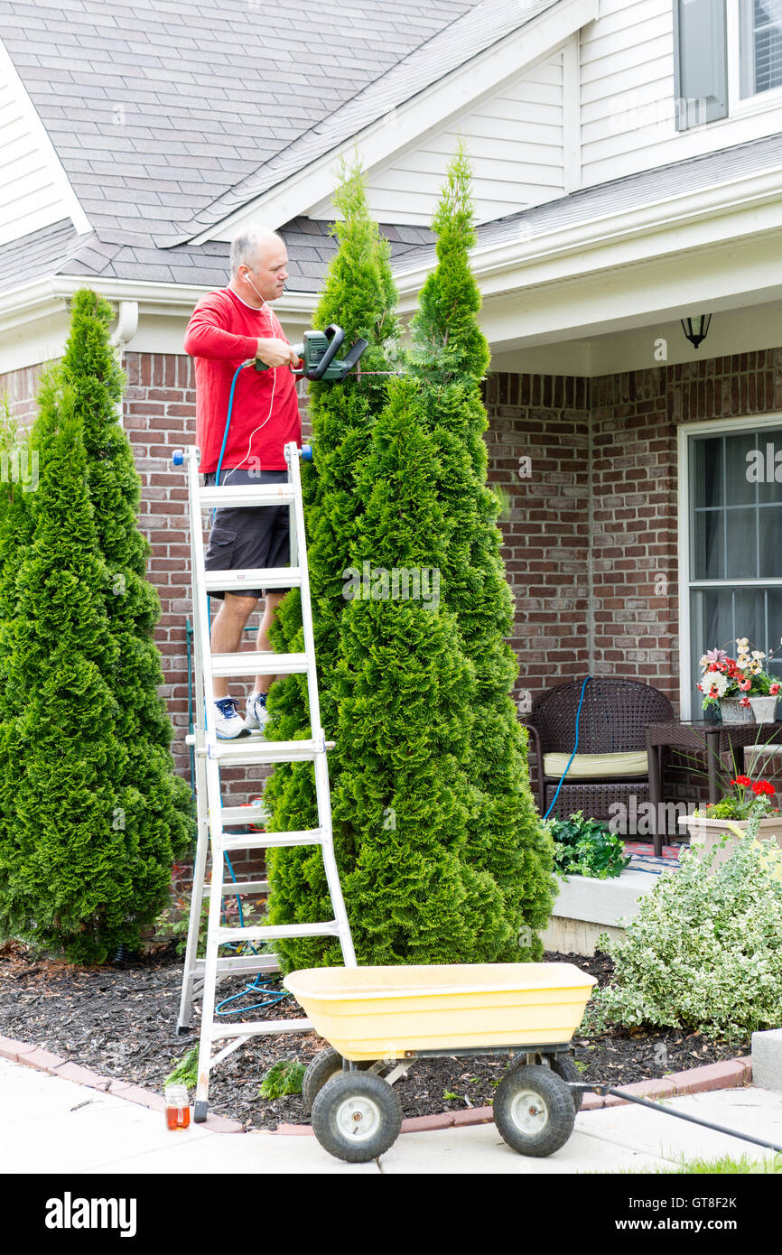 Senior Man on a Steel Ladder Cutting Tall Thuja Occidentalis Plant Using Hedge Trimmer Tool Outside the House. Stock Photo