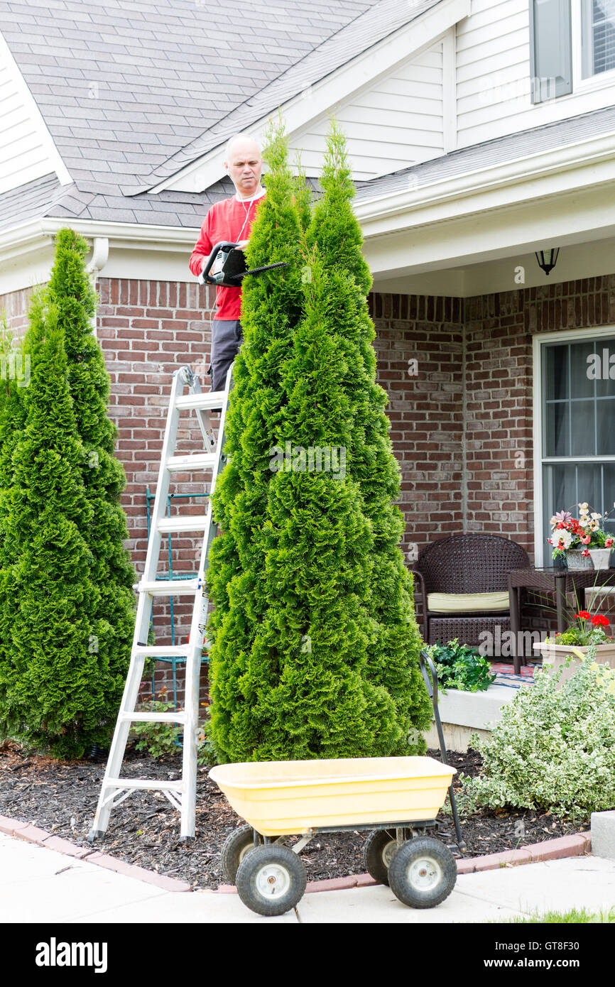 Male Gardener Trimming Tall Thuja Occidentalis Thuja Occidentalis Plant Using Stepladder and Hedge Trimmer at the Backyard Stock Photo