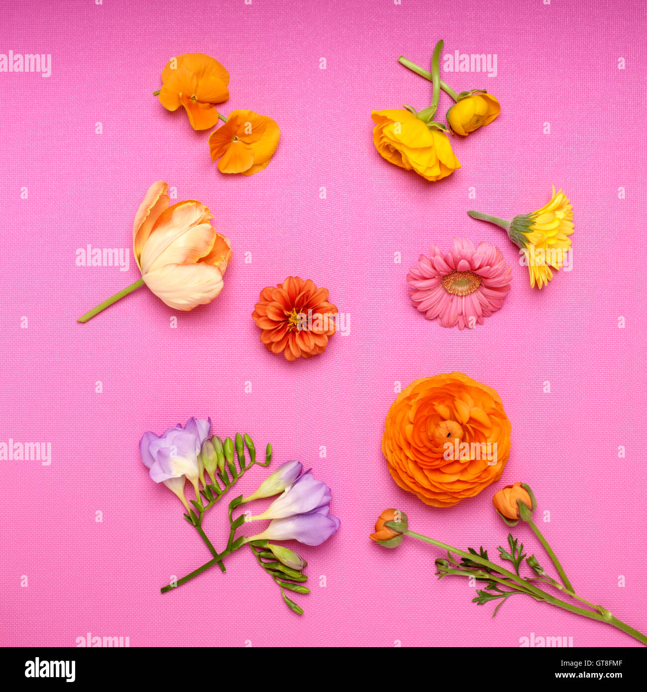 Variety of Cut Flowers on Bright Pink Background Stock Photo