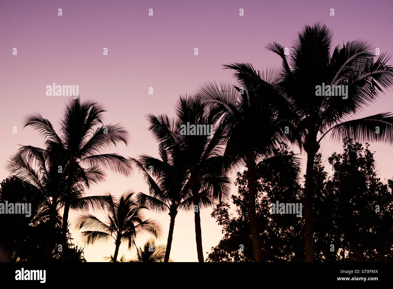 Silhouette of Palm Trees at Sunset, Wailea, Maui, Hawaii, USA Stock