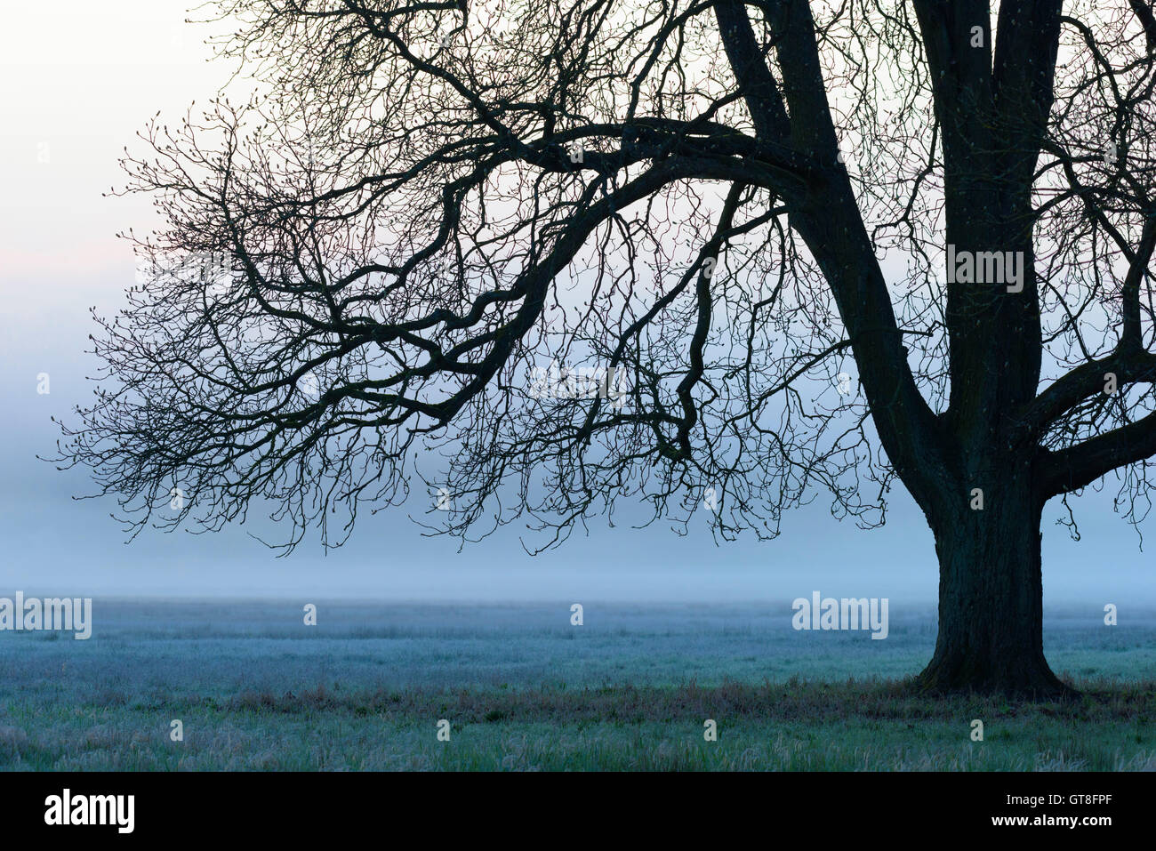 Chestnut Tree in Morning Mist, Hesse, Germany Stock Photo
