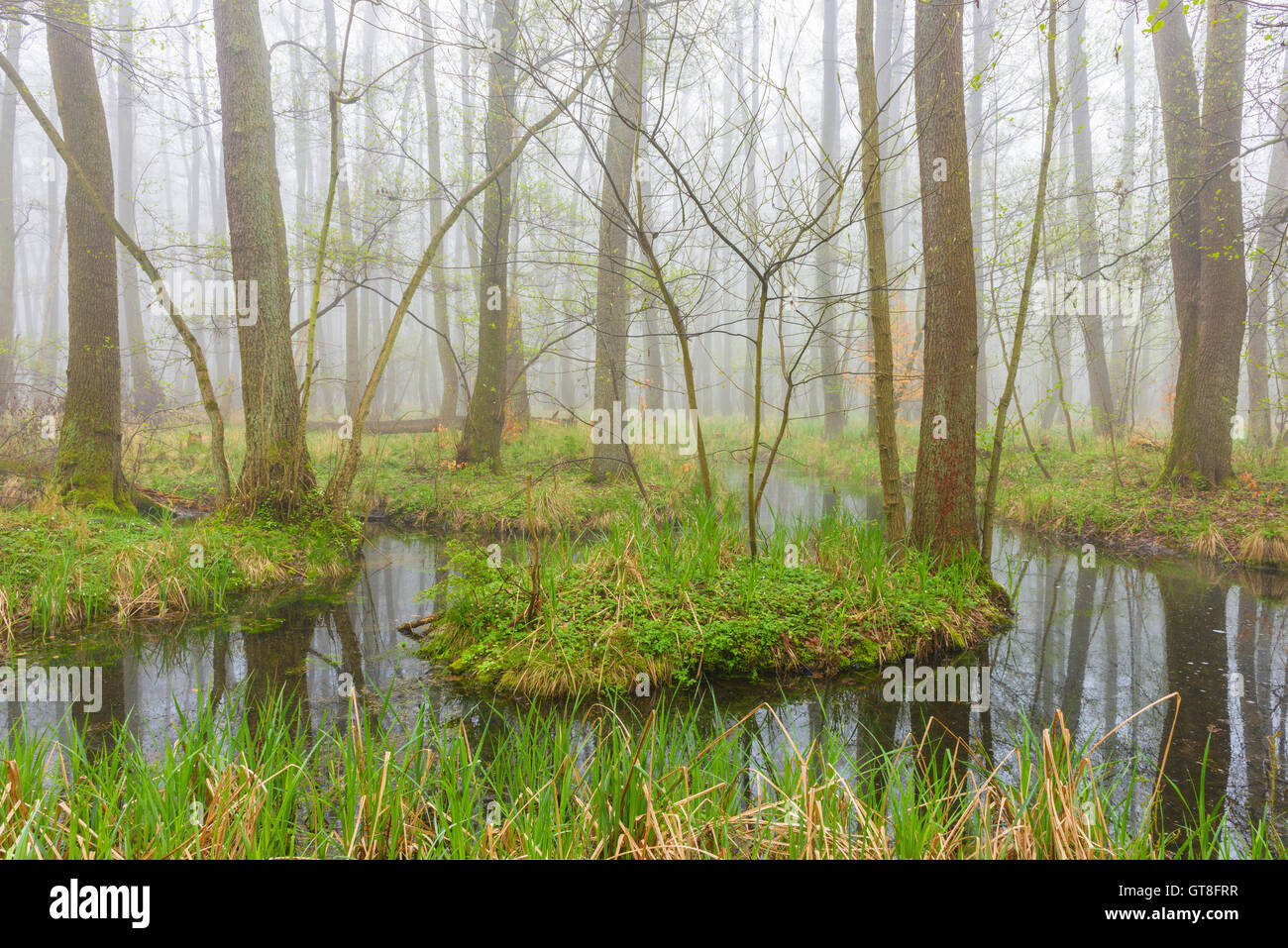 Black Alders (Alnus glutinosa) in Wetland in Early Spring, Hesse, Germany Stock Photo