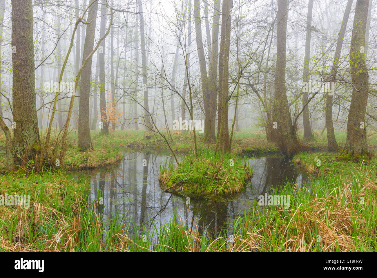 Black Alders (Alnus glutinosa) in Wetland in Early Spring, Hesse, Germany Stock Photo
