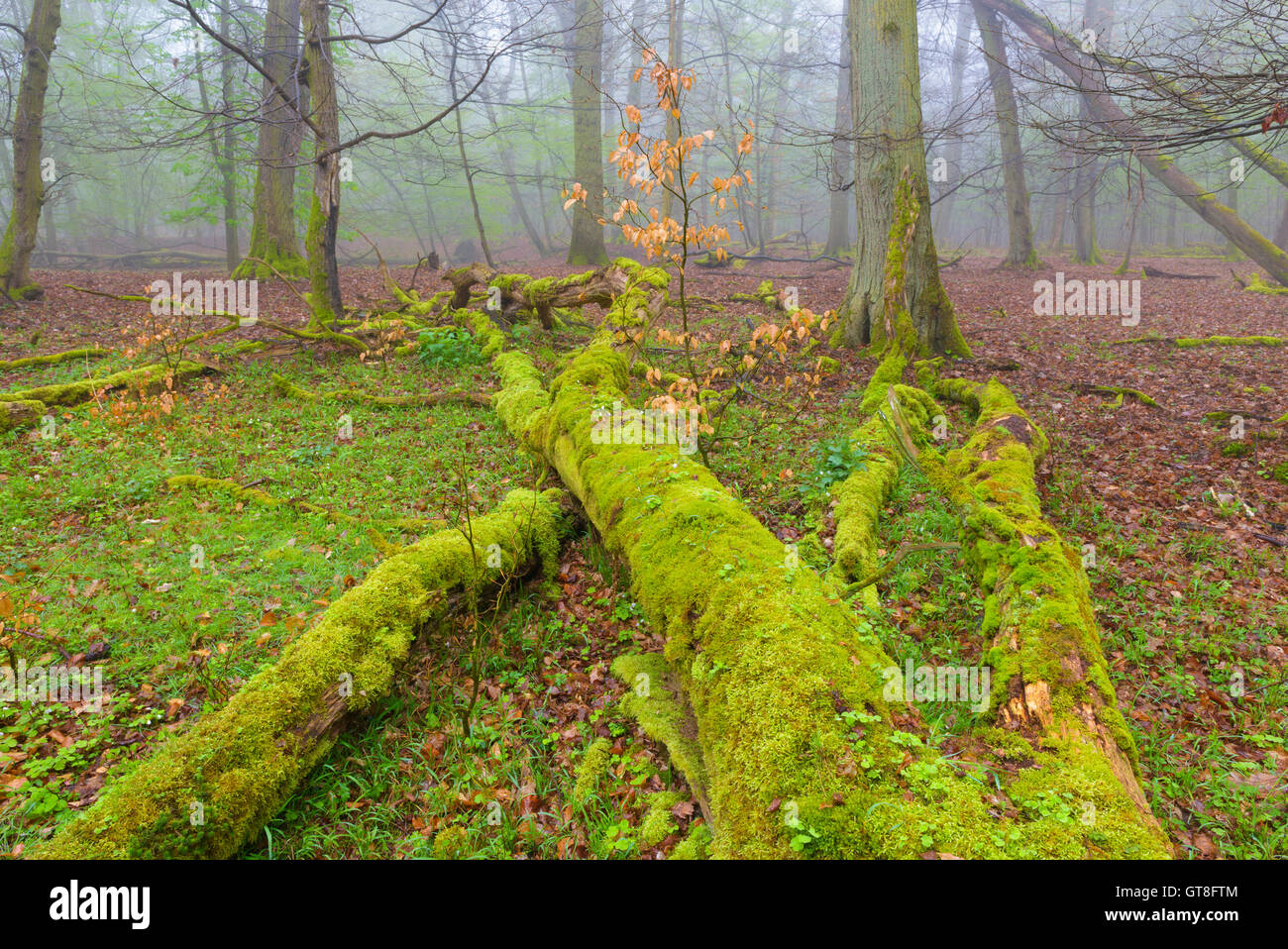 Dead Wood Covered in Moss in Forest in Early Spring, Hesse, Germany Stock Photo