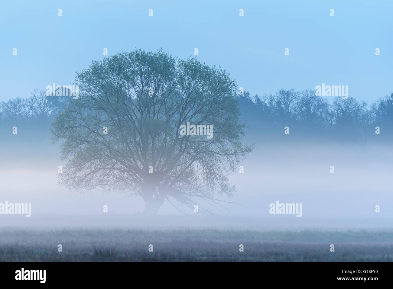 Tree in Early Morning Mist, Hesse, Germany Stock Photo