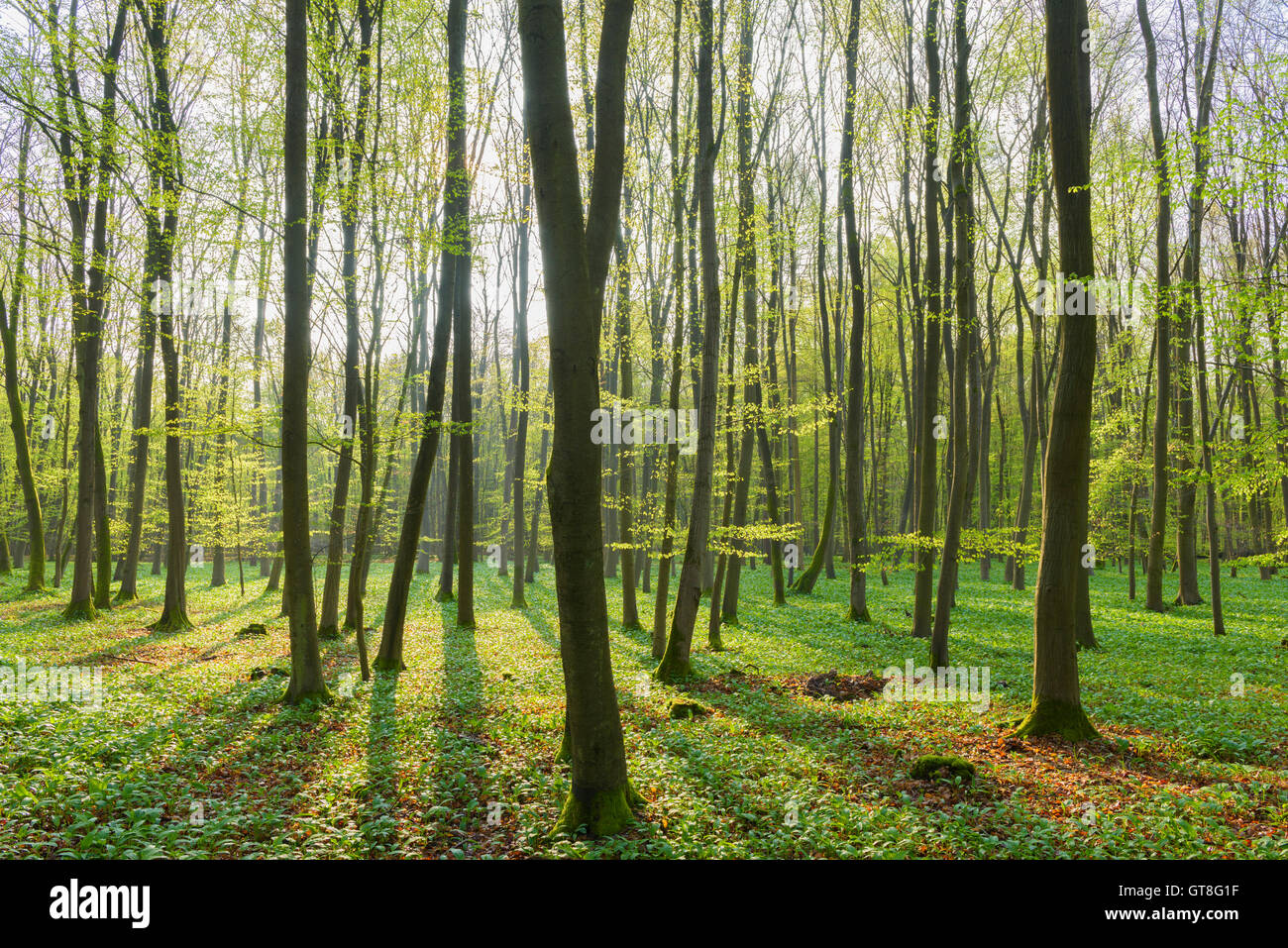 European Beech (Fagus sylvatica) Forest in Spring, Hesse, Germany Stock Photo