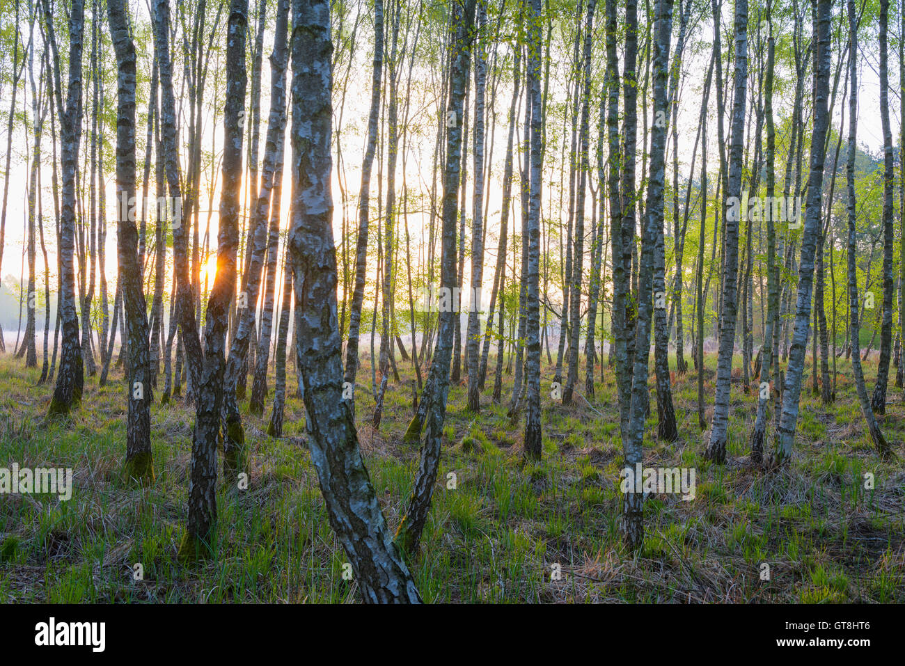 Birch Forest in Spring at Sunrise, Hesse, Germany Stock Photo