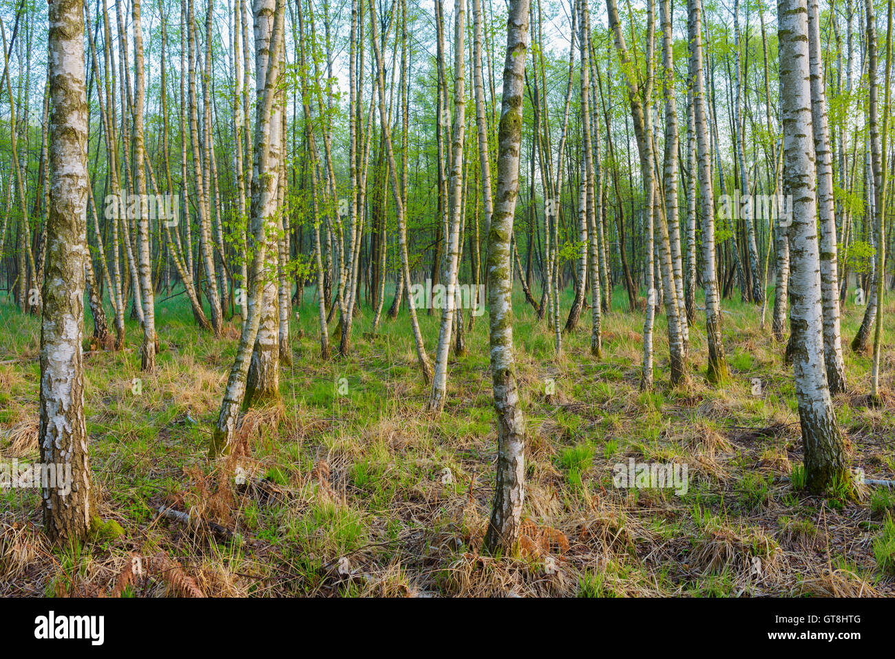 Birch Forest in Spring, Hesse, Germany Stock Photo