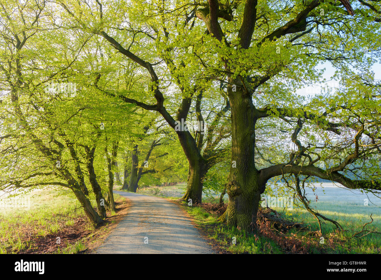 Old Oak Trees along Road in Spring, Hesse, Germany Stock Photo