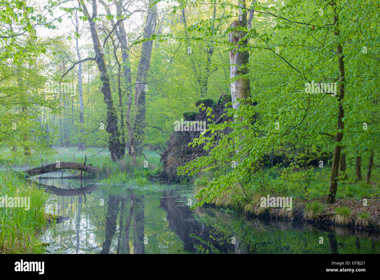 Wetland in Early Spring, Hesse, Germany Stock Photo