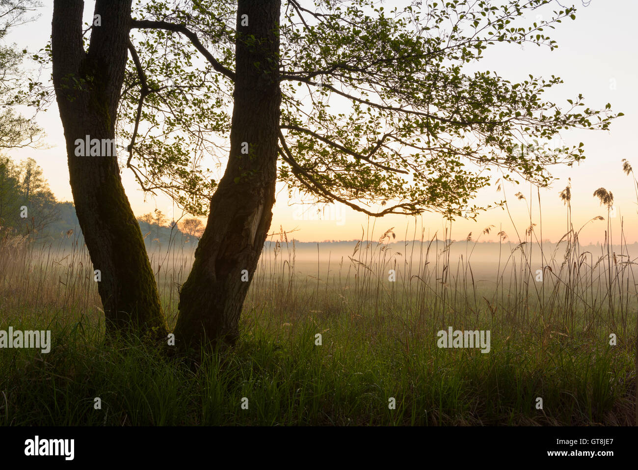 Trees on Misty Morning in Spring, Hesse, Germany Stock Photo