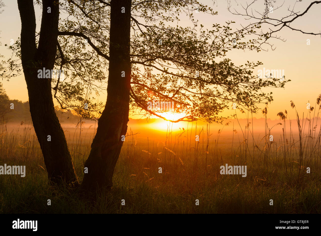 Trees at Sunrise on Misty Morning in Spring, Hesse, Germany Stock Photo