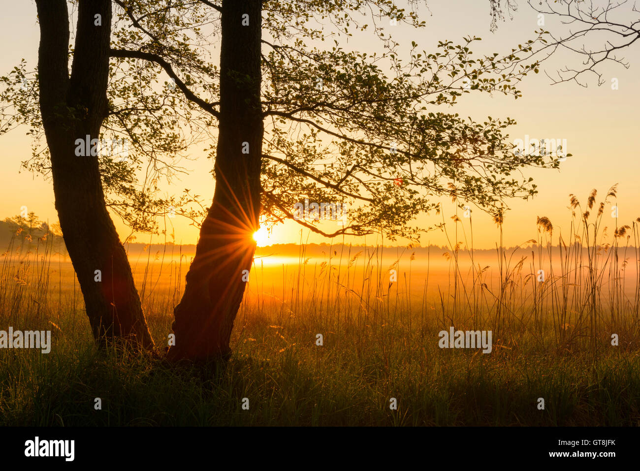 Trees at Sunrise on Misty Morning in Spring, Hesse, Germany Stock Photo