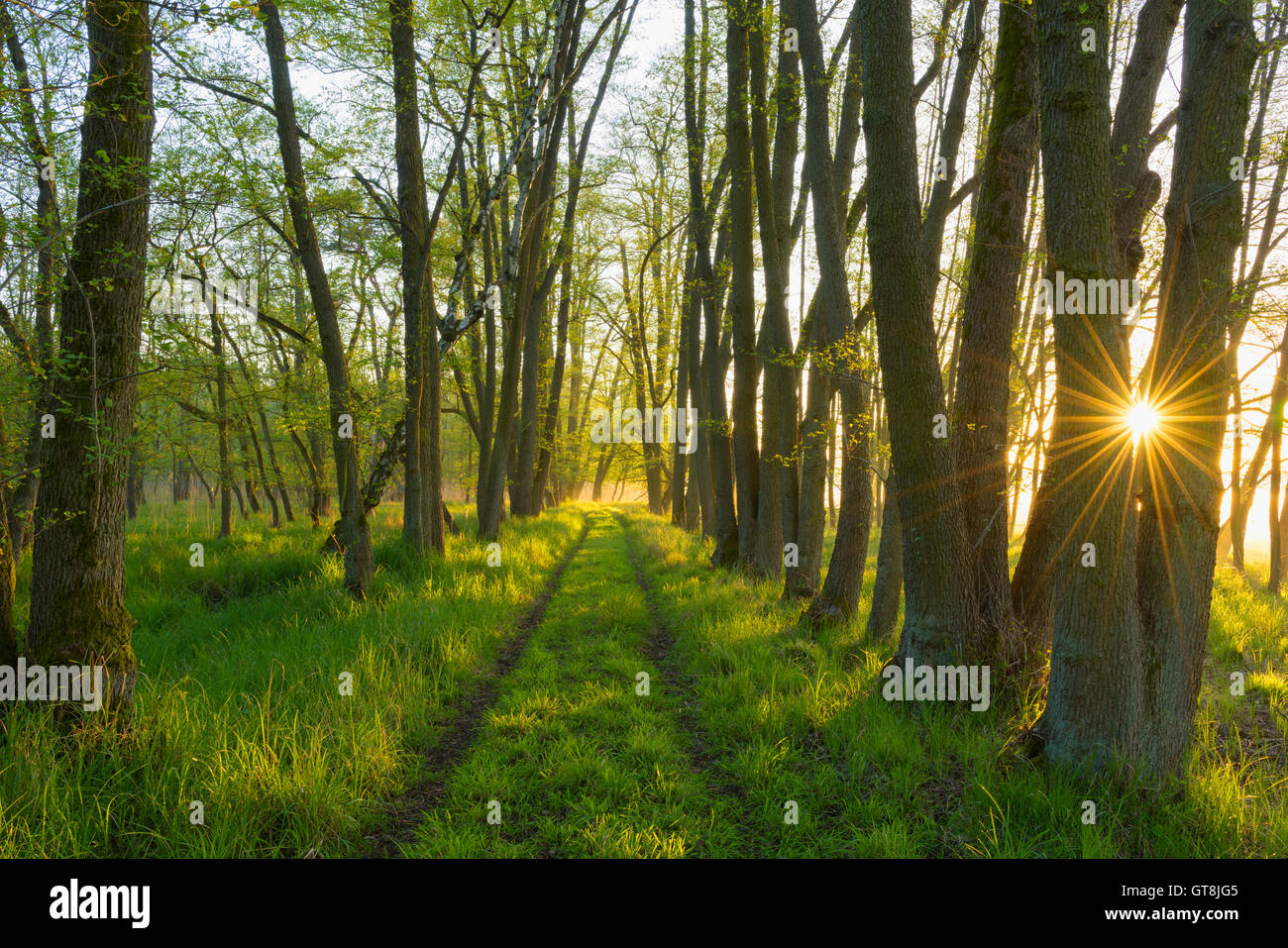 Path through Forest at Sunrise, Hesse, Germany Stock Photo