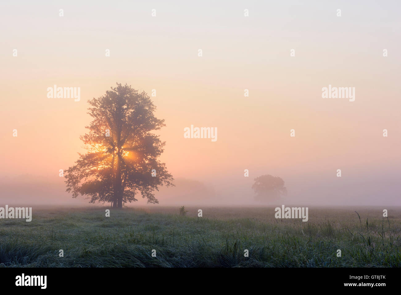Tree in Morning Mist at Sunrise, Hesse, Germany Stock Photo