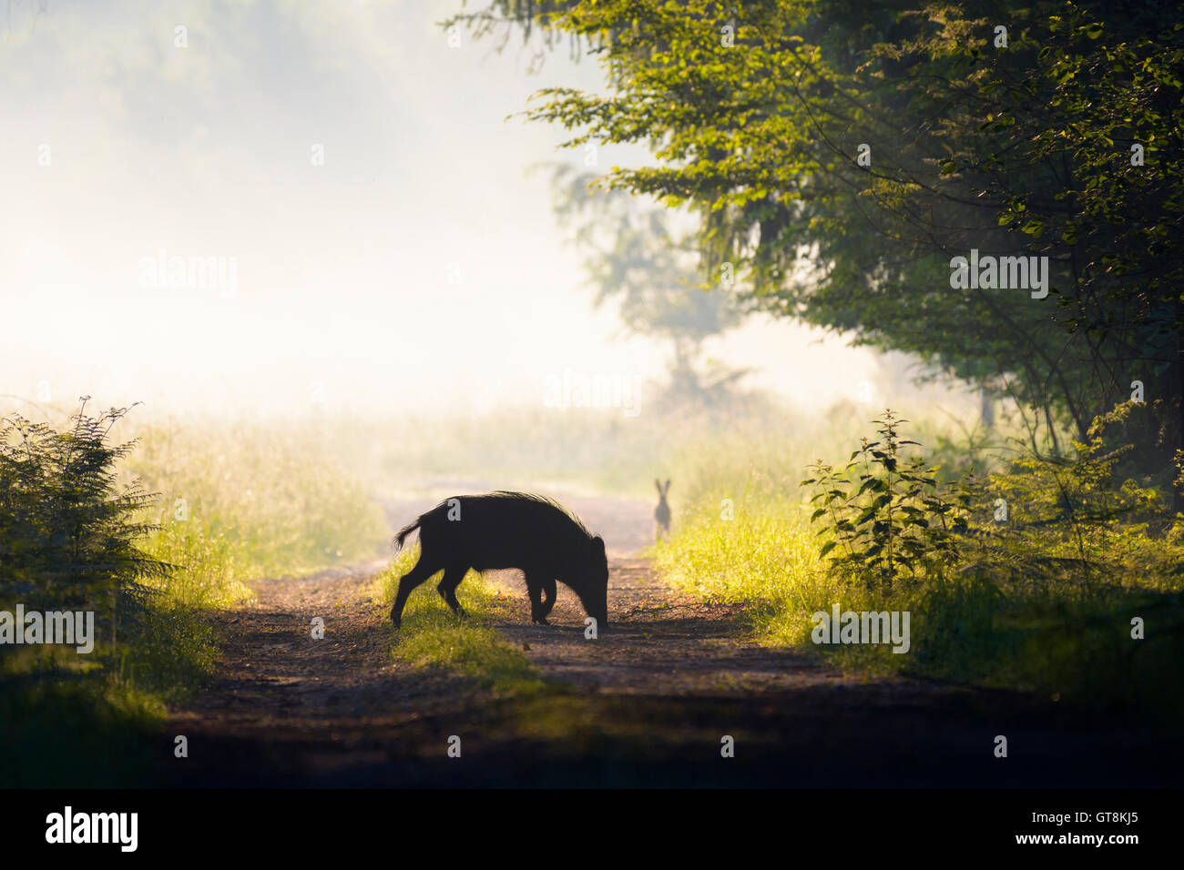 Silhouette of wild boar on a dirt road on a misty morning with European Brown Hare looking on in the background, Hesse, Germany Stock Photo