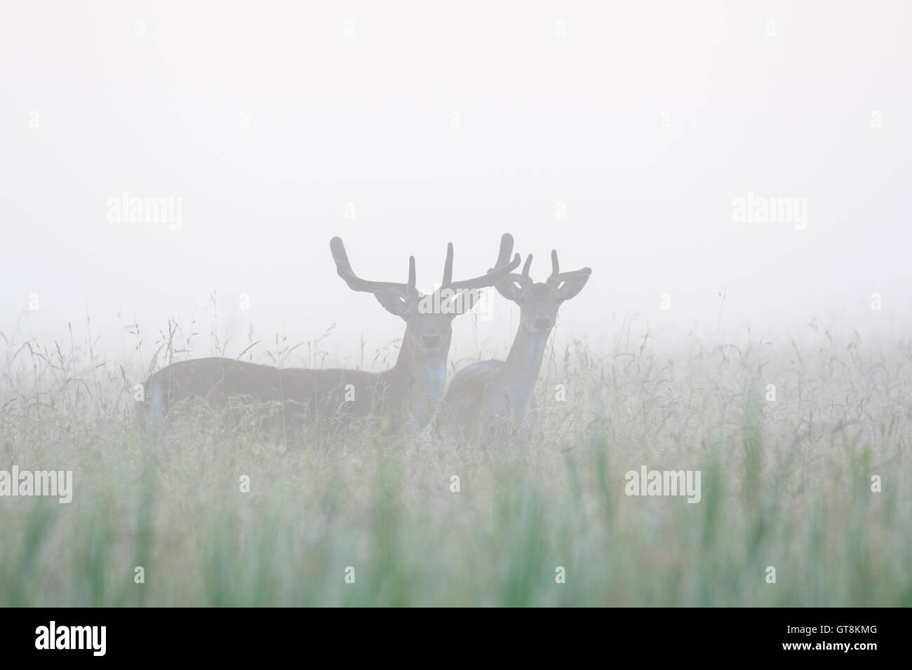 Male Fallow Deers (Cervus dama) on Misty Morning, Hesse, Germany Stock Photo