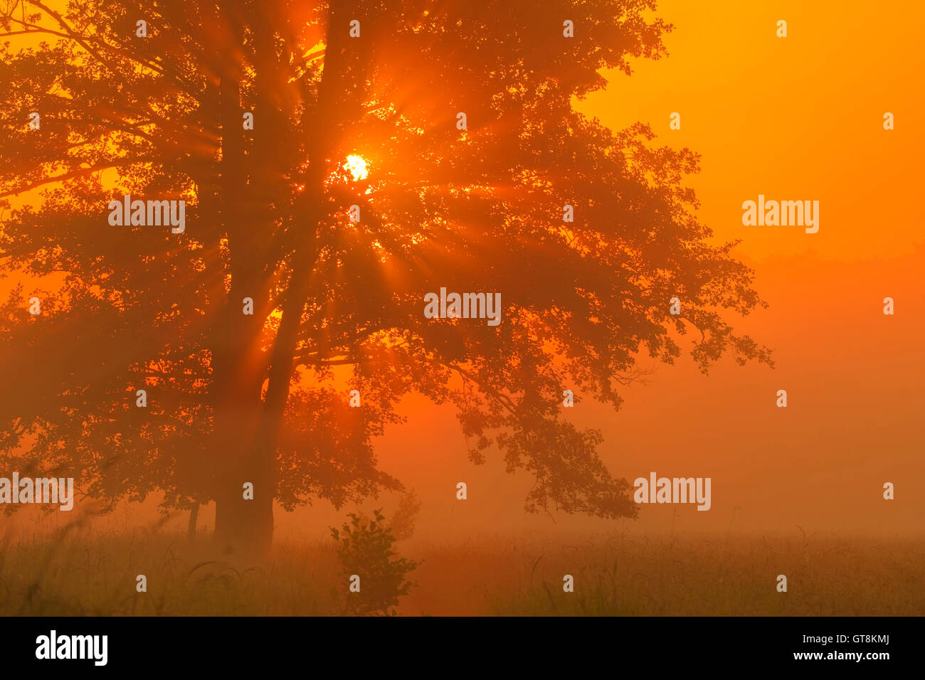 Black Alder in Morning Mist at Sunrise, Hesse, Germany Stock Photo