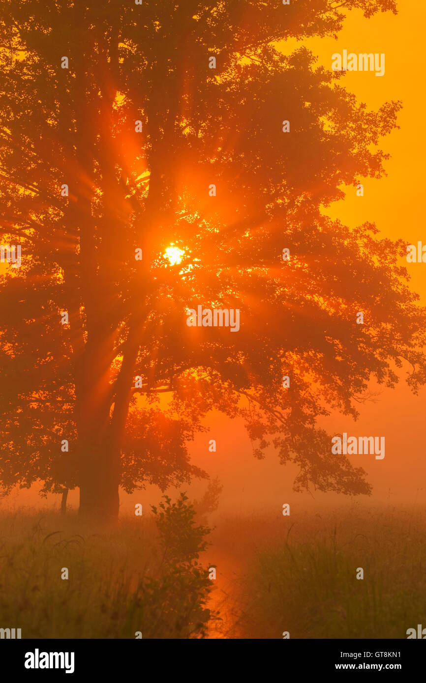 Black Alder in Morning Mist at Sunrise, Hesse, Germany Stock Photo