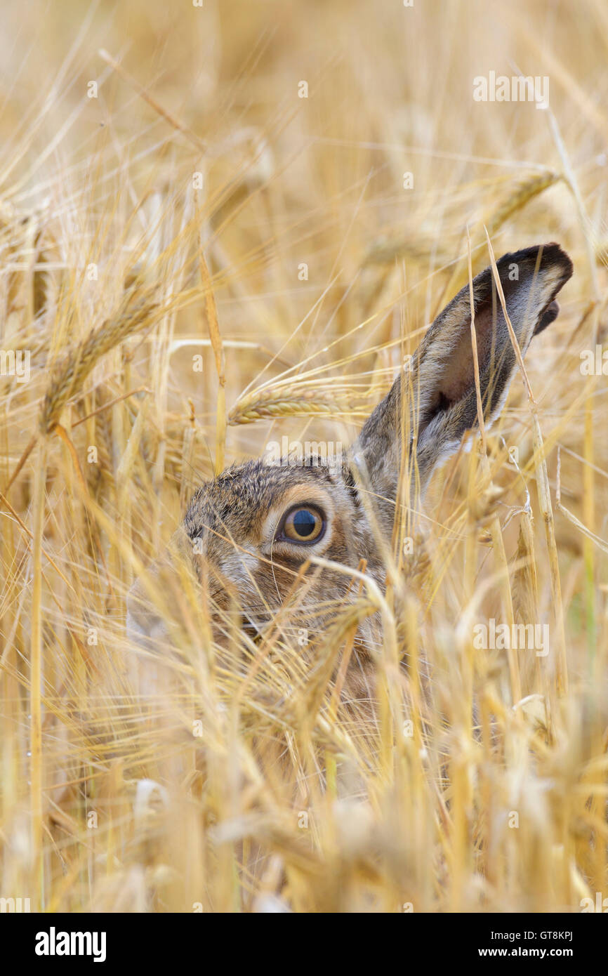 European Brown Hare (Lepus europaeus) in Grain Field, Hesse, Germany Stock Photo