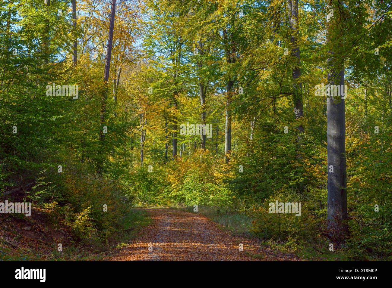 Path in Beech Forest in Early Fall, Spessart, Bavaria, Germany Stock Photo
