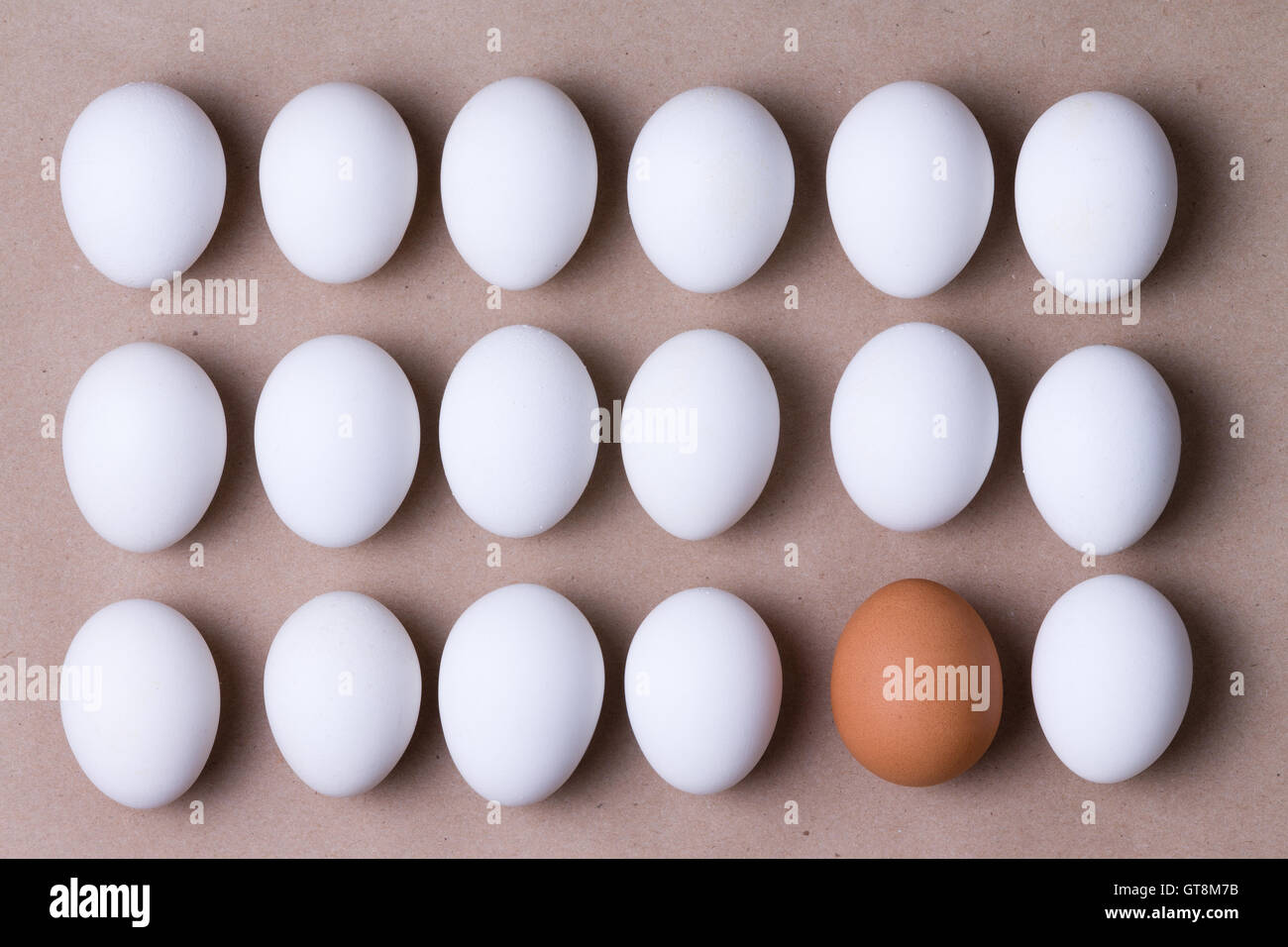 Rows of fresh white farm eggs with one brown one in the bottom row in a concept of individuality and diversity, overhead close u Stock Photo