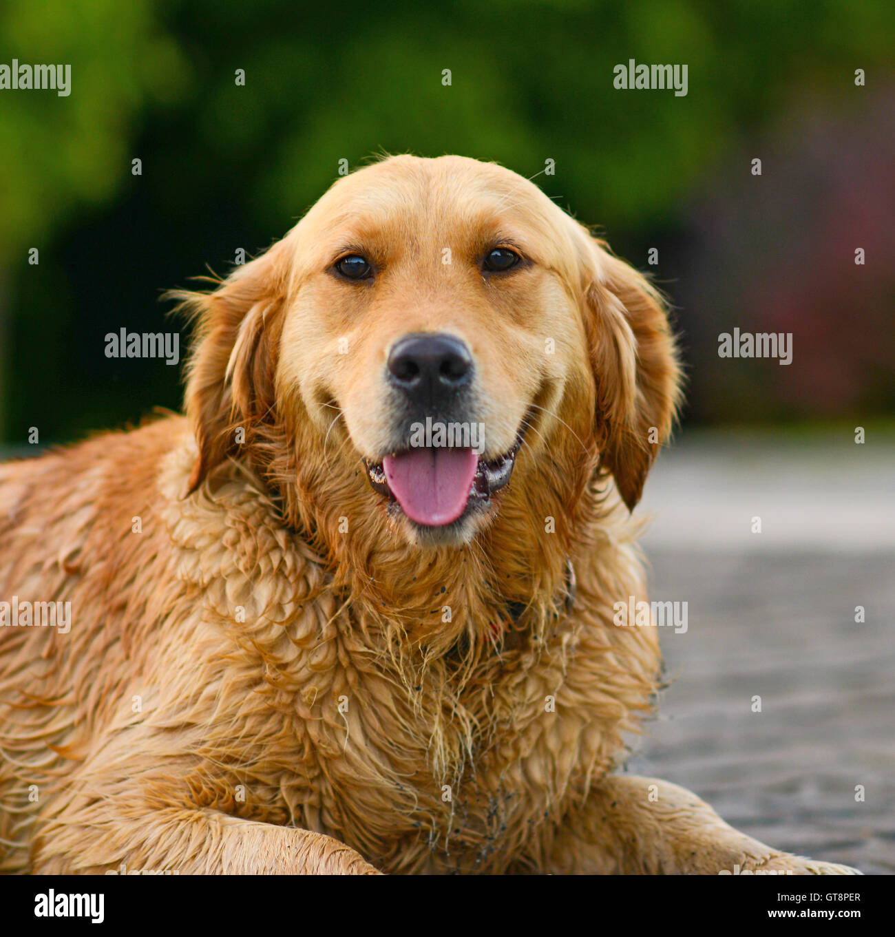 Golden retriever portrait Stock Photo Alamy