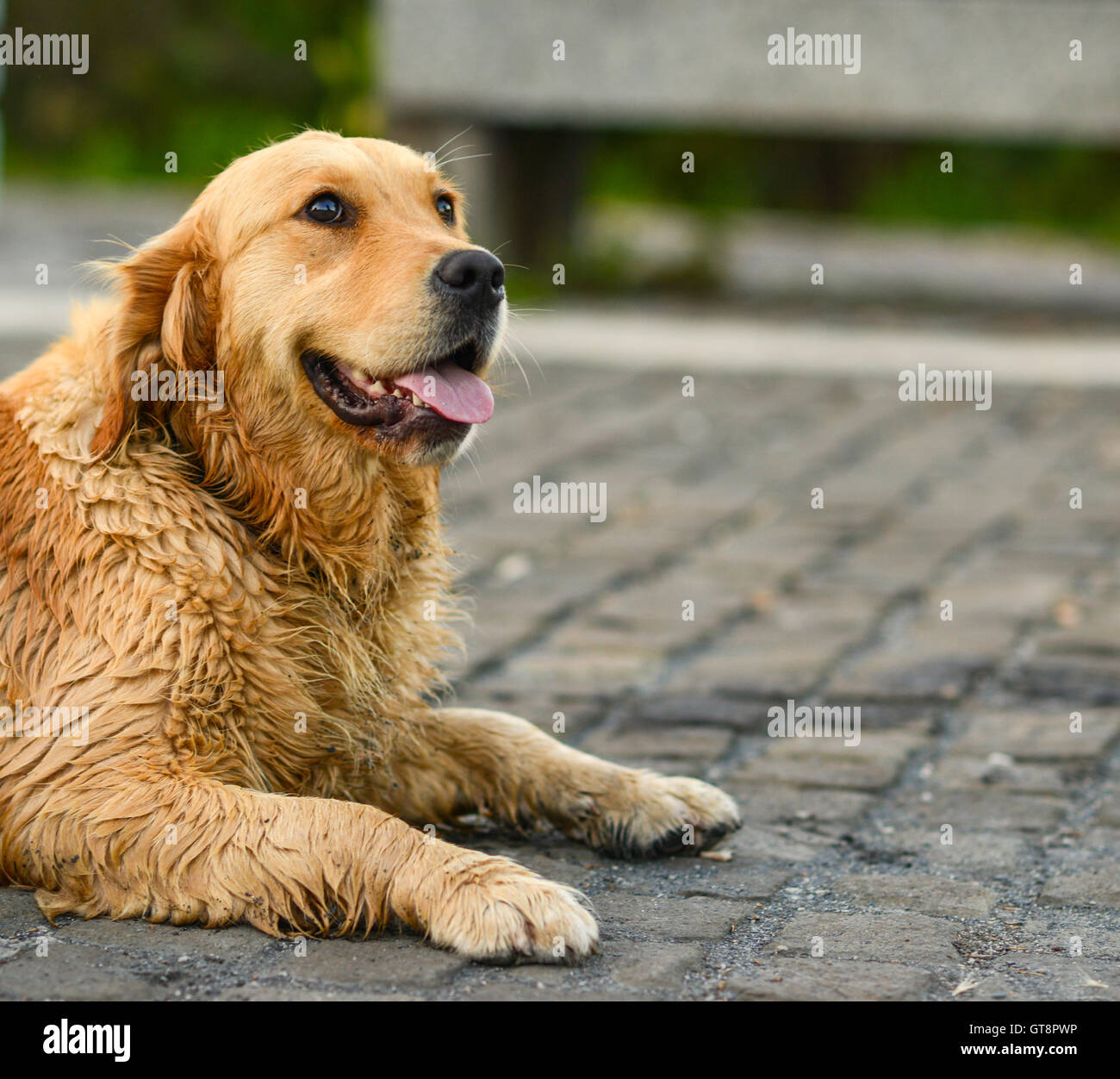 Golden retriever portrait Stock Photo - Alamy