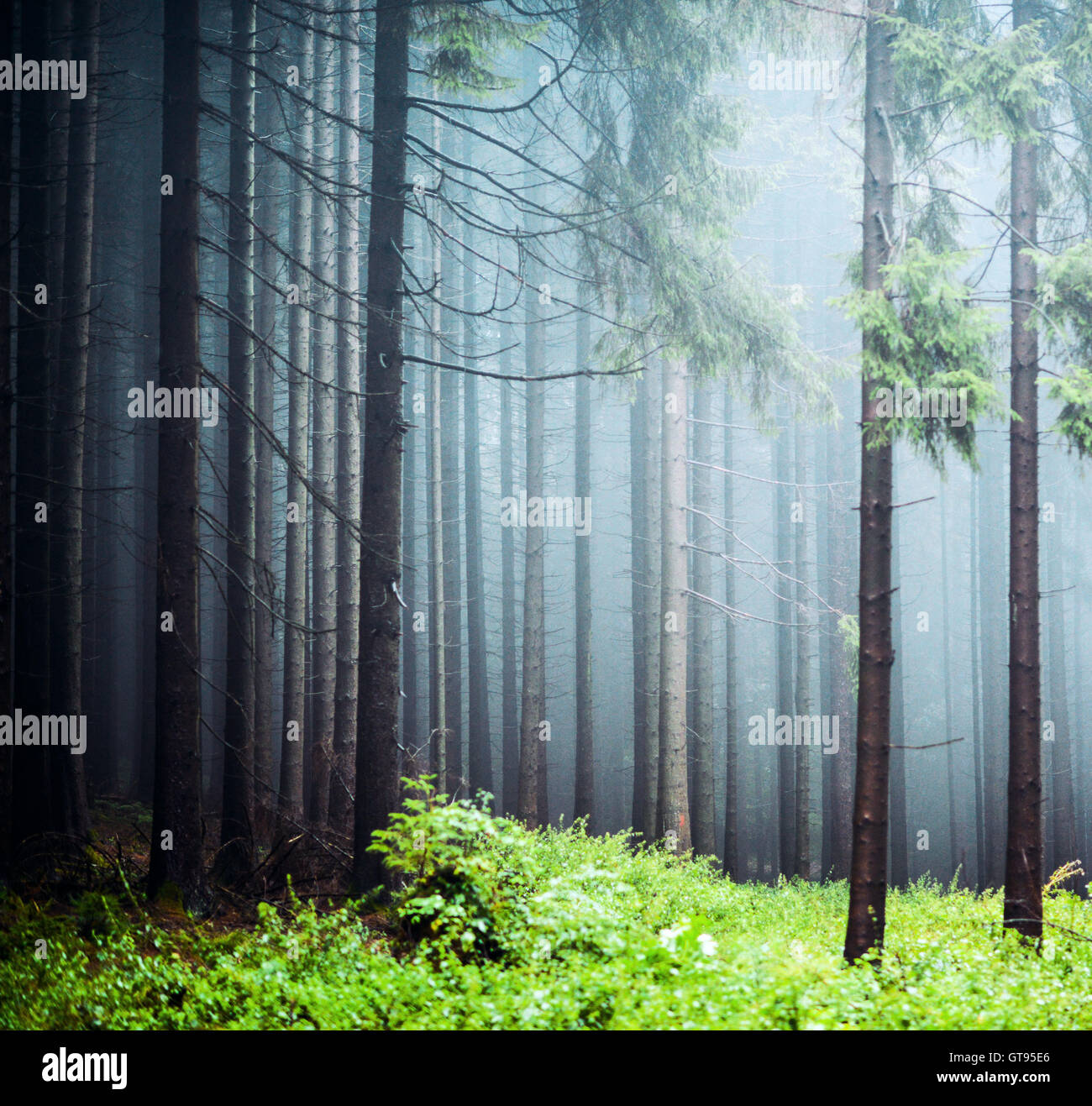 Misty pine forest Stock Photo