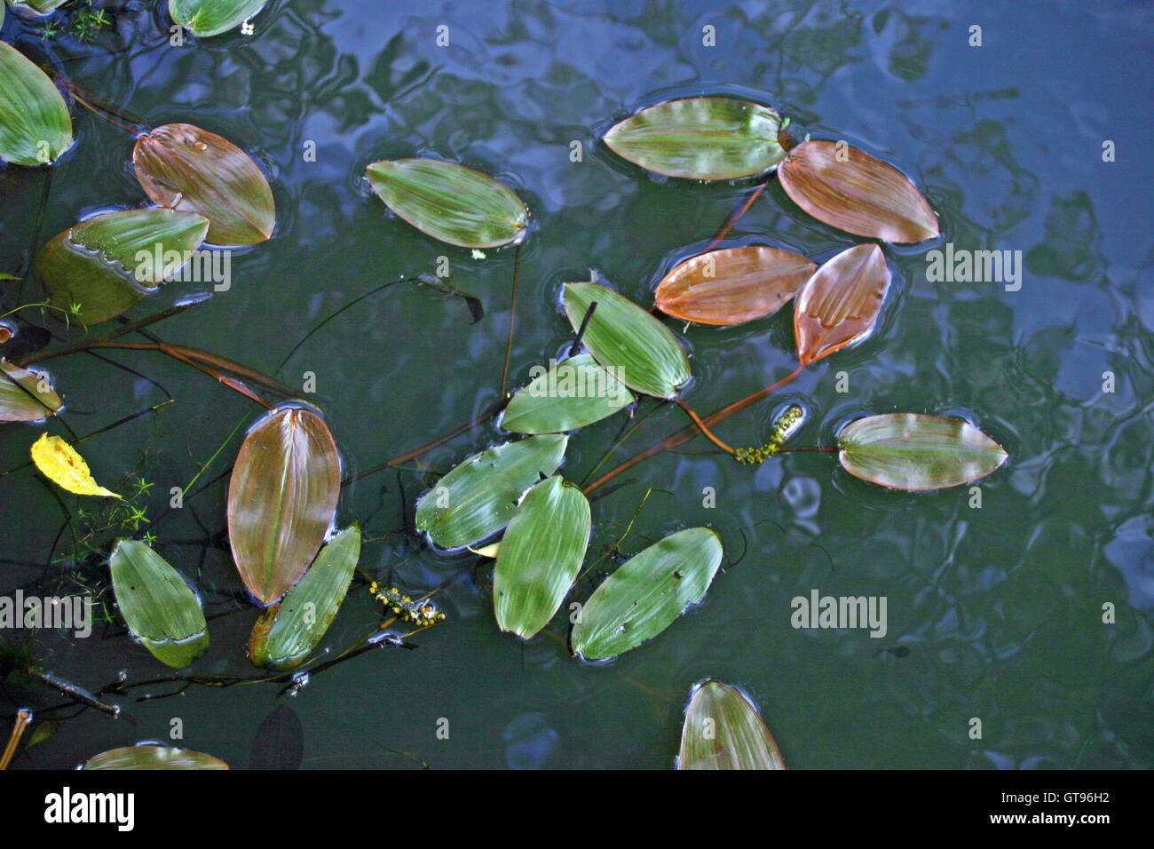 Close view of broad leaved pondweed, Potamogeton natans, floating leaves on a pond surface with reflections. Stock Photo