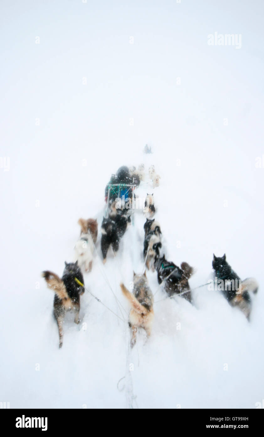 Sled dogs in Kulusuk. Greenland. Stock Photo