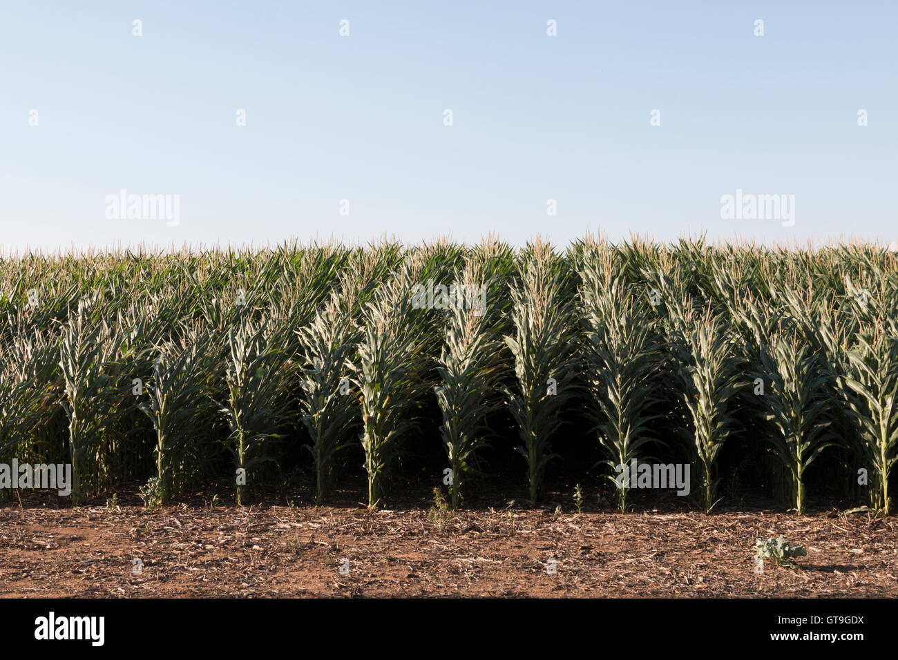 Corn crop in rural Victoria Stock Photo