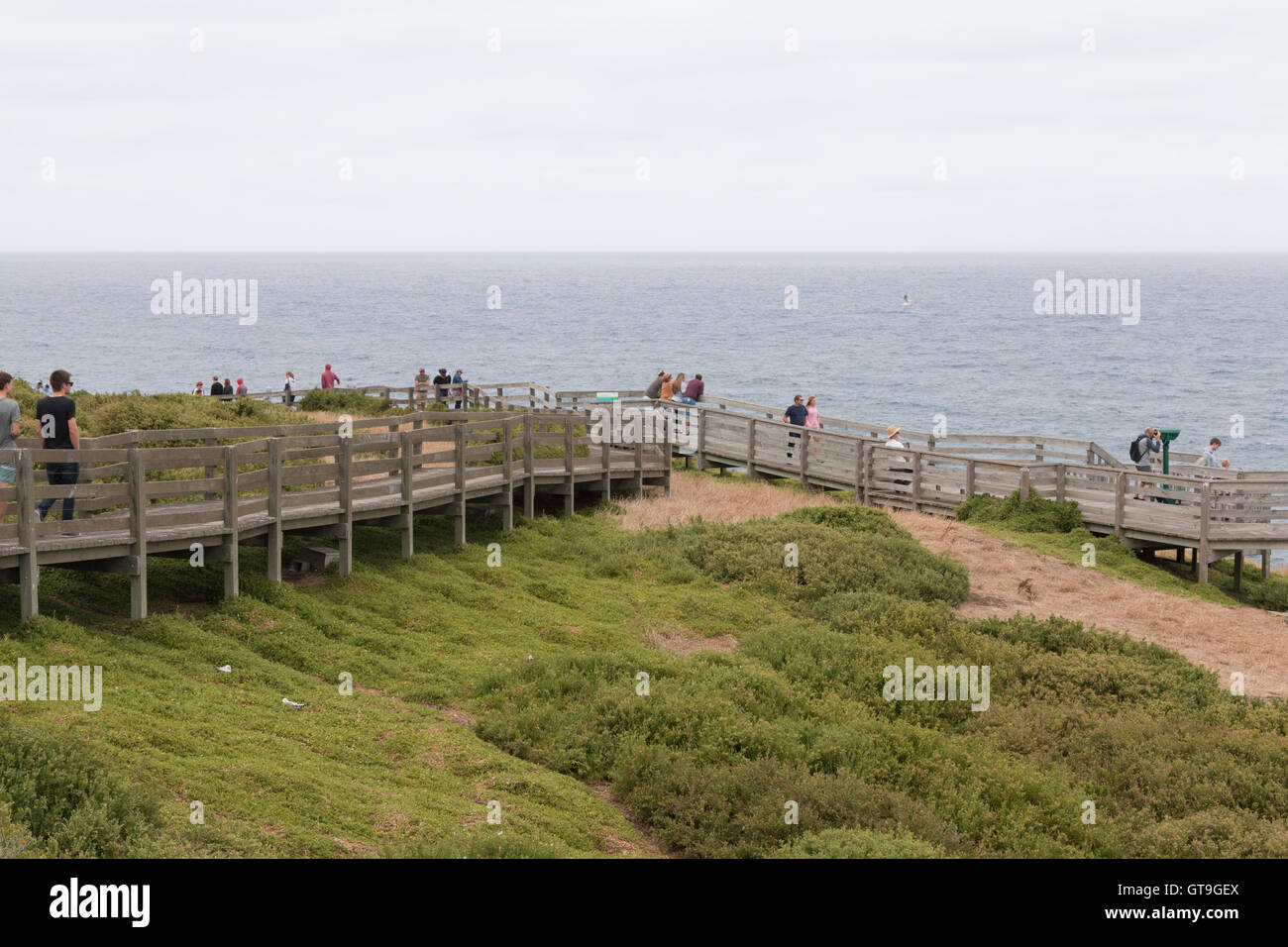 The Nobbies boardwalk on Phillip Island Stock Photo