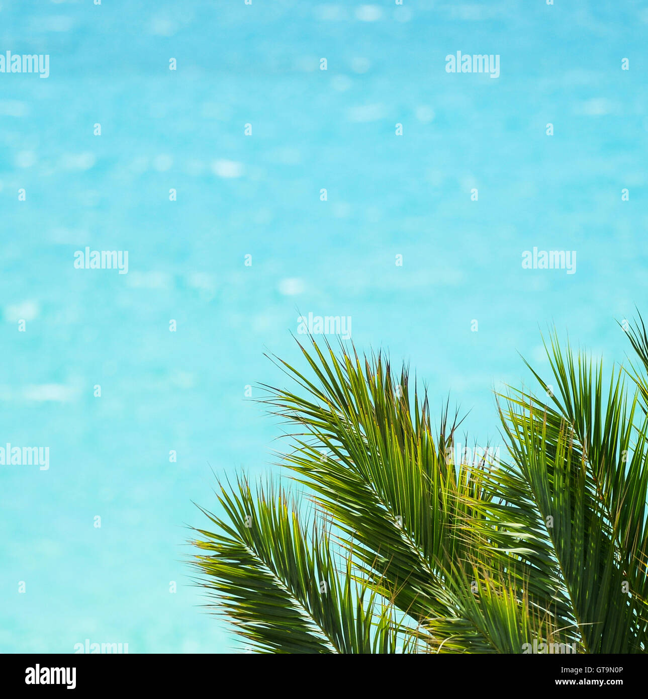 Background linear palm leaves hi-res stock photography and images - Alamy