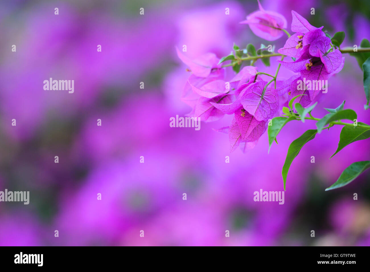 Purple flowers background Stock Photo - Alamy
