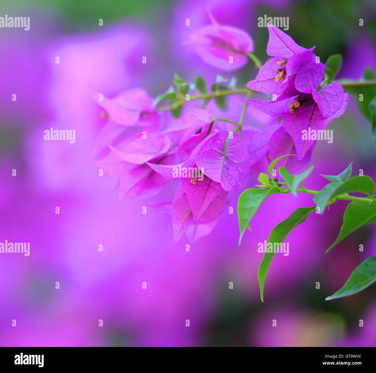 Purple flowers background Stock Photo - Alamy