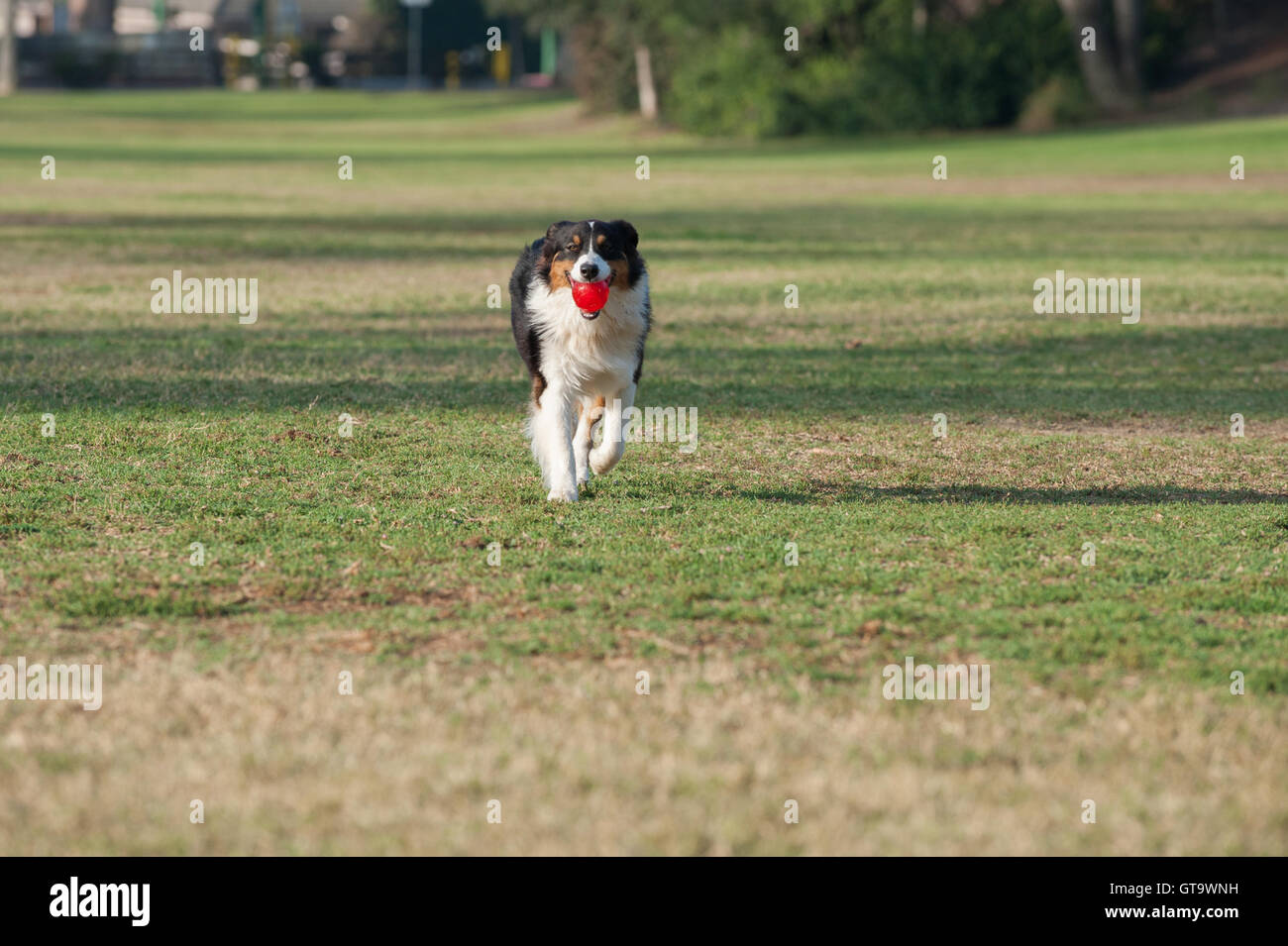 Australian Shepard dog running in grass at park with ball Stock Photo